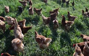 Tavuk Çiftliği Kurmak - Nasıl Kurulur? Maliyeti, Kar Marjı Nedir?