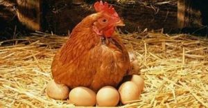 Yumurta Tavukçuluğu ve Kar Marjı