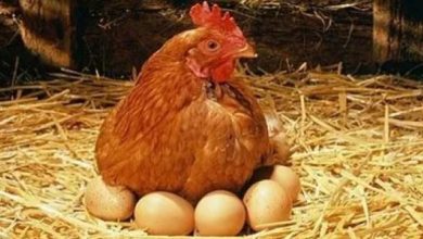 Yumurta Tavukçuluğu ve Kar Marjı