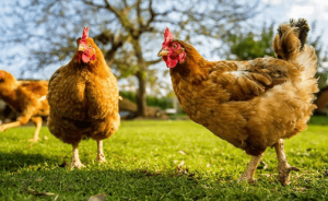 Organik Tavuk Yetiştiriciliği